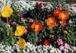 Palm Desert - Desert Falls