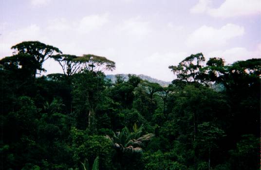 Costa Rican Rain Forest